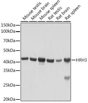 Histamine H3R Antibody (7H8E6)