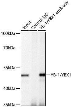 YB1 Antibody (9J7M4)