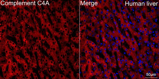 Complement C4a Antibody (4C3F2)