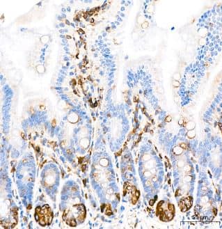 COX-2 Antibody (2V7G8) - BSA Free