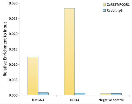RCOR1/CoREST Antibody (9B3R7)