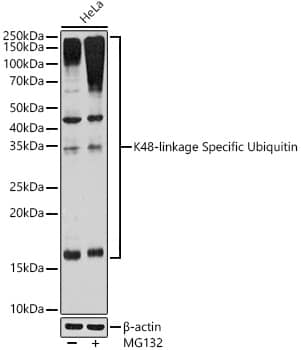 Poly-Ubiquitin Antibody (5Y8J0) - K48 Linkage