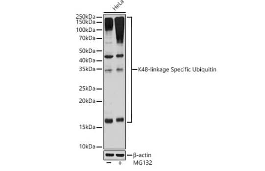 Poly-Ubiquitin Antibody (5Y8J0) - K48 Linkage