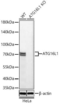 ATG16L1 Antibody (5N2N9)