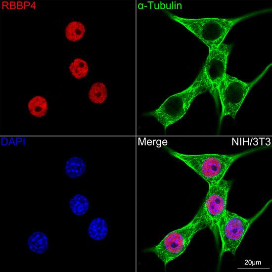 RBBP4/RbAp48 Antibody (0D1X1)
