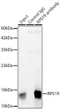 RPS19 Antibody (4V3S7)