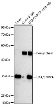 U1A Antibody (8I3P5)
