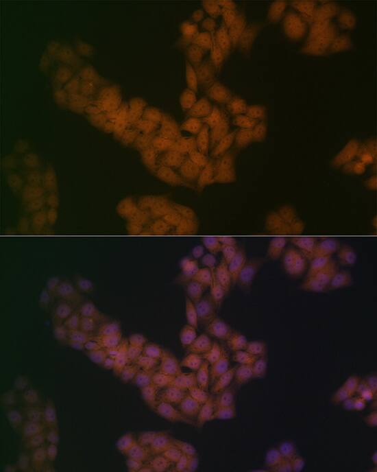 BANF1 Antibody (6J8O2)