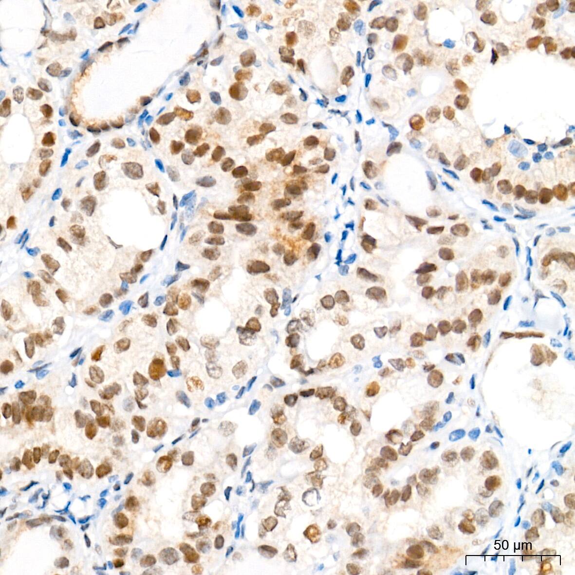 BANF1 Antibody (6J8O2)