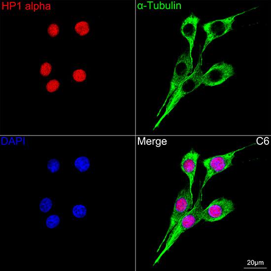 HP1 alpha Antibody (8C3M6)