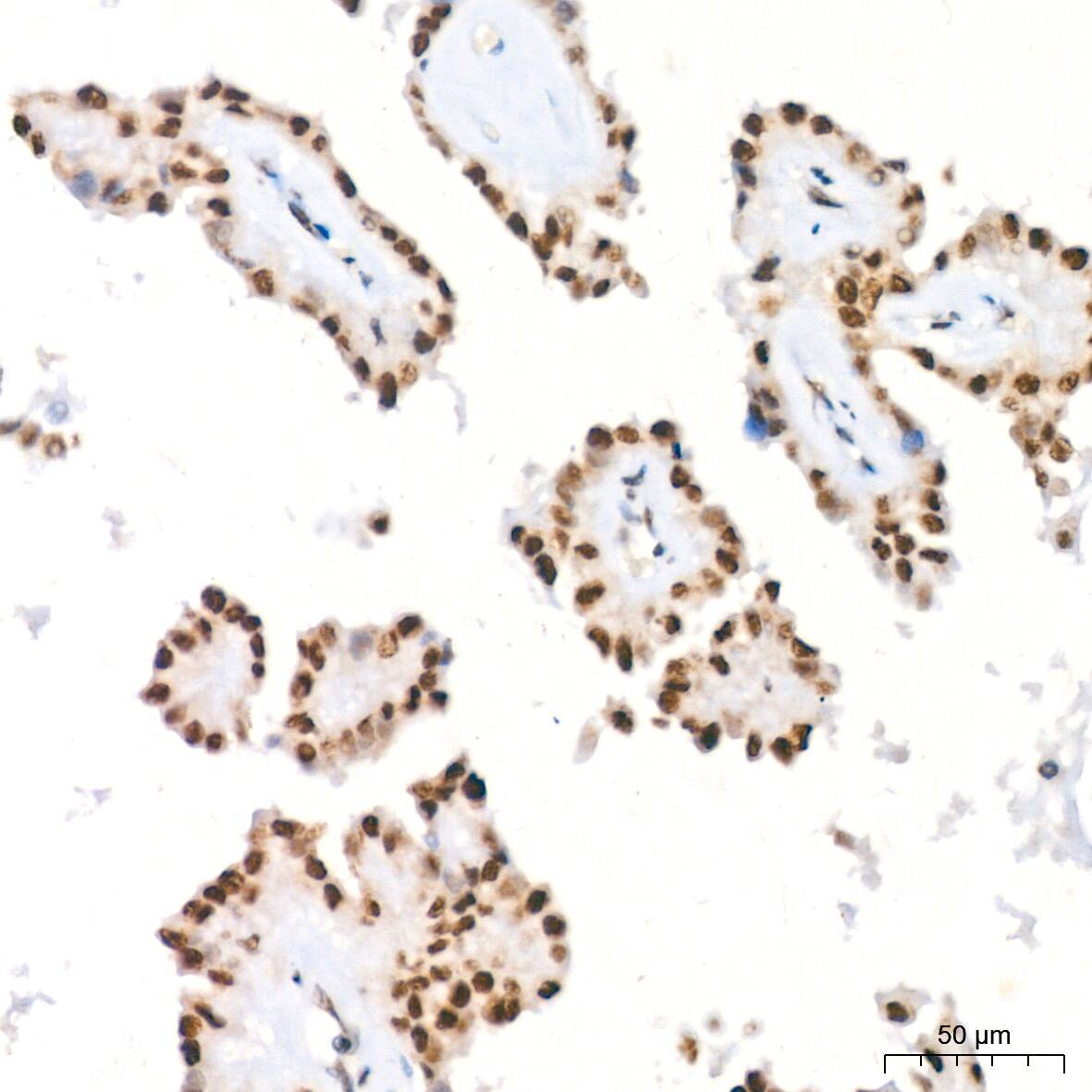 HP1 alpha Antibody (8C3M6)