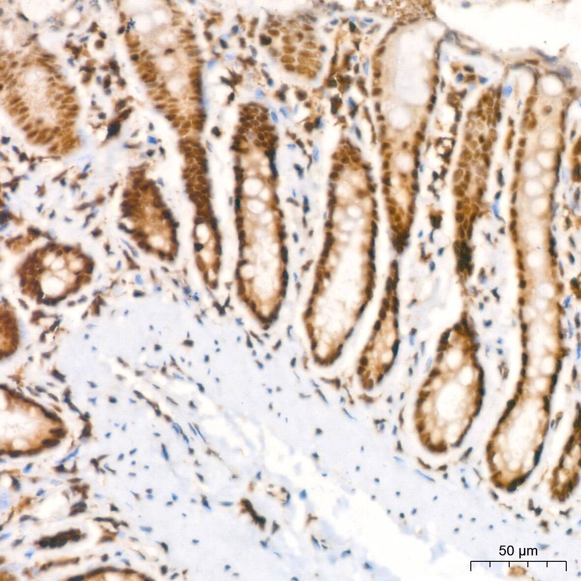 HP1 alpha Antibody (8C3M6)