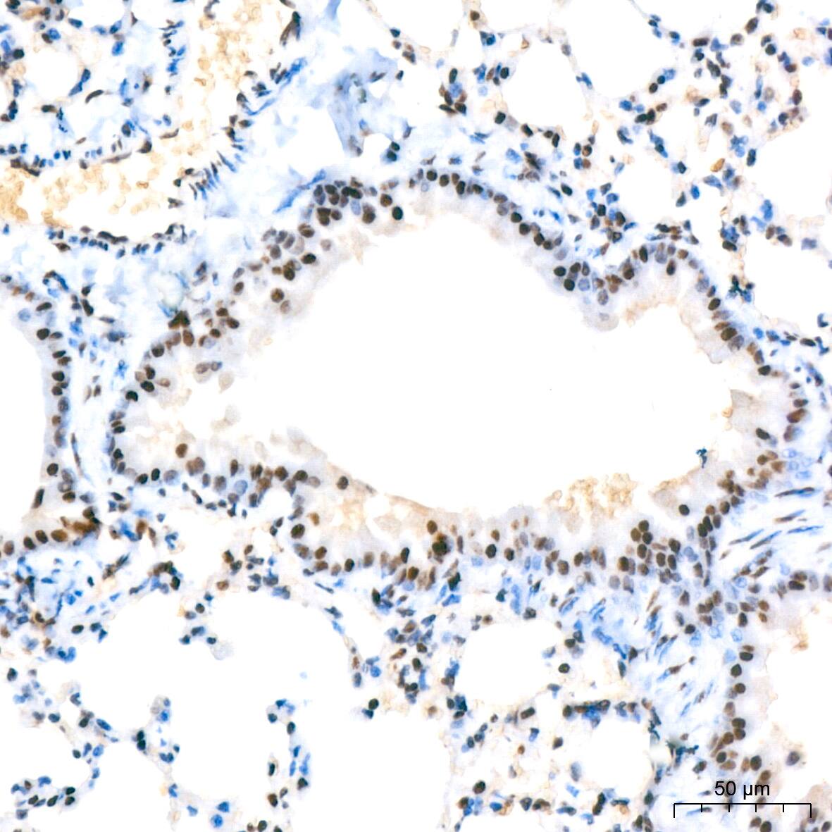 HP1 alpha Antibody (8C3M6)