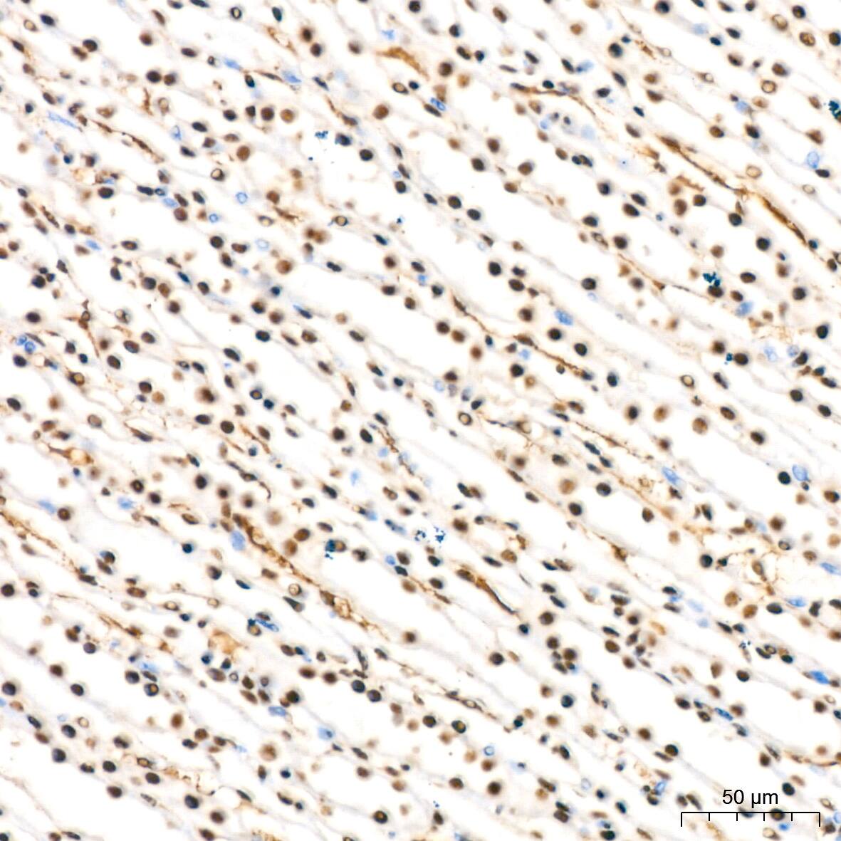 HP1 alpha Antibody (8C3M6)
