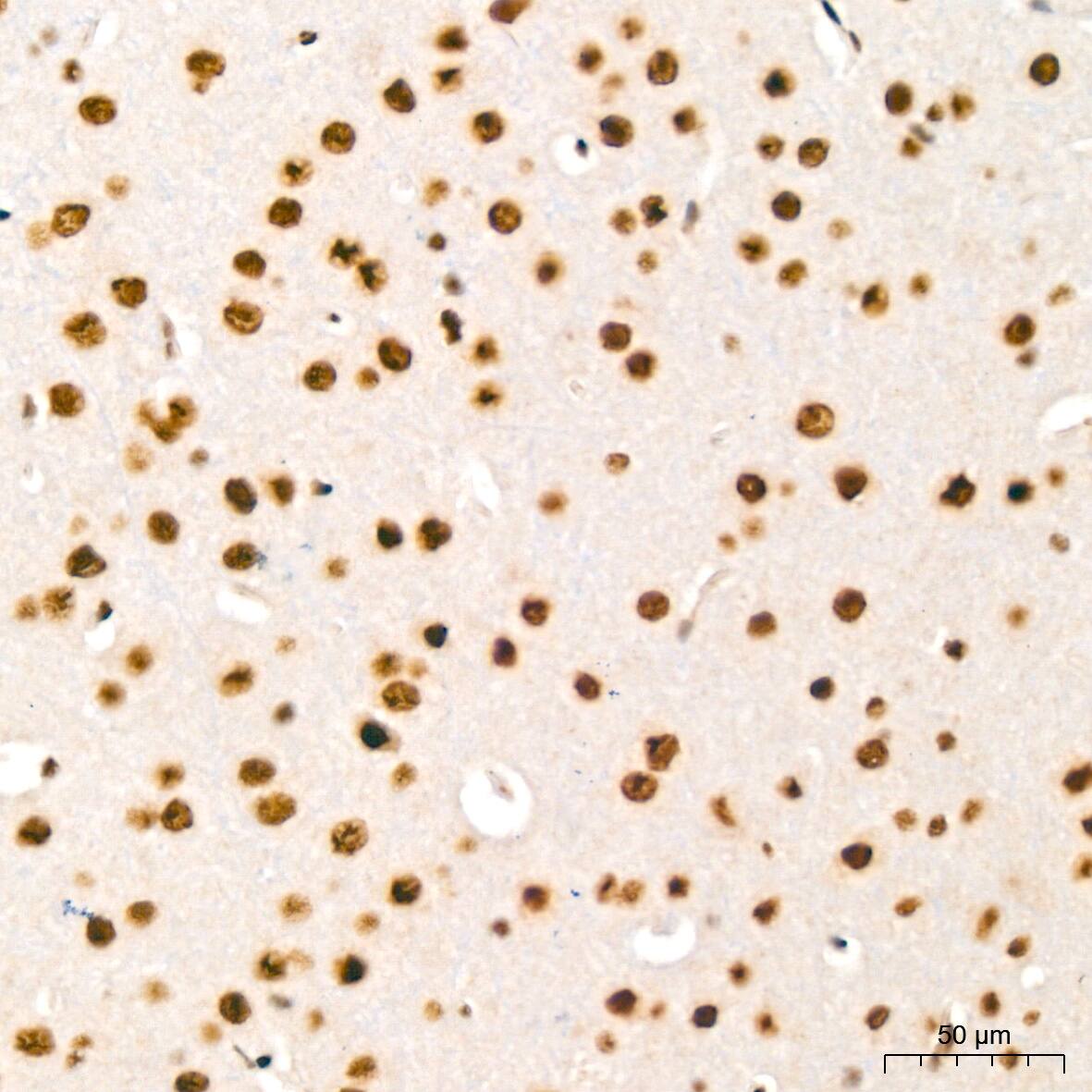 HP1 alpha Antibody (8C3M6)