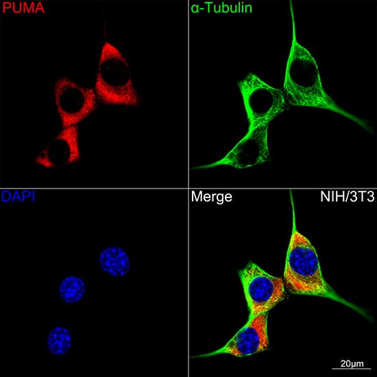 PUMA Antibody (9C5W5)