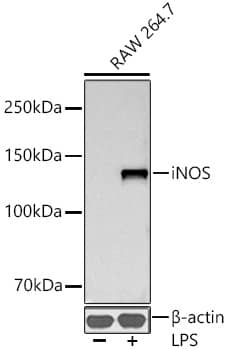 iNOS Antibody (3L0U6)