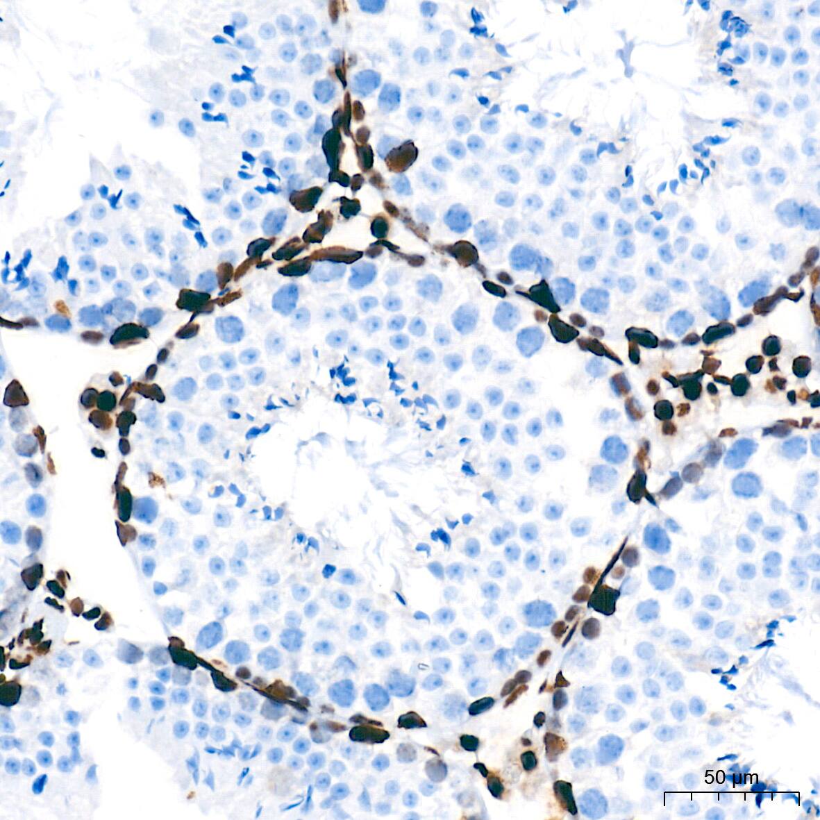 NONO Antibody (0V0N8)