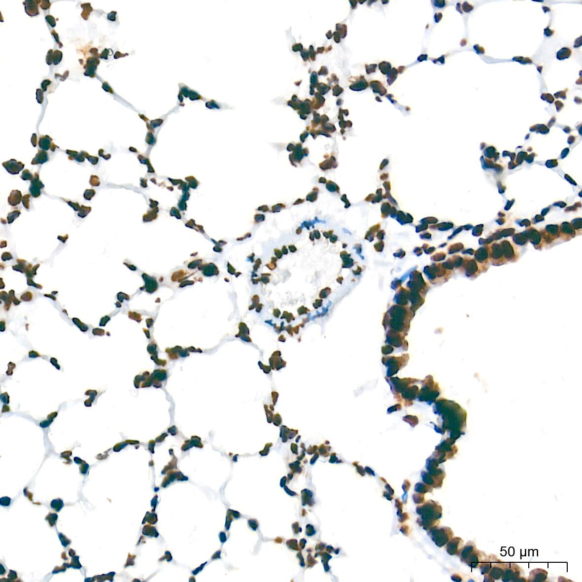 NONO Antibody (0V0N8)