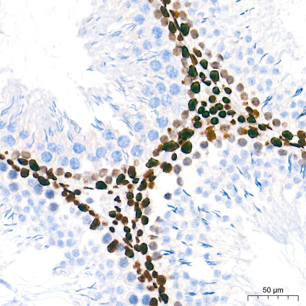NONO Antibody (0V0N8)