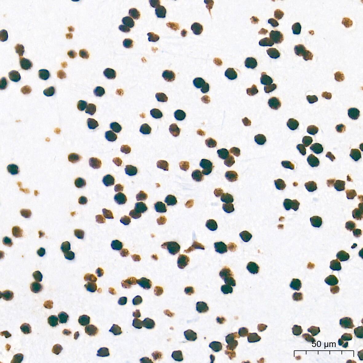 NONO Antibody (0V0N8)