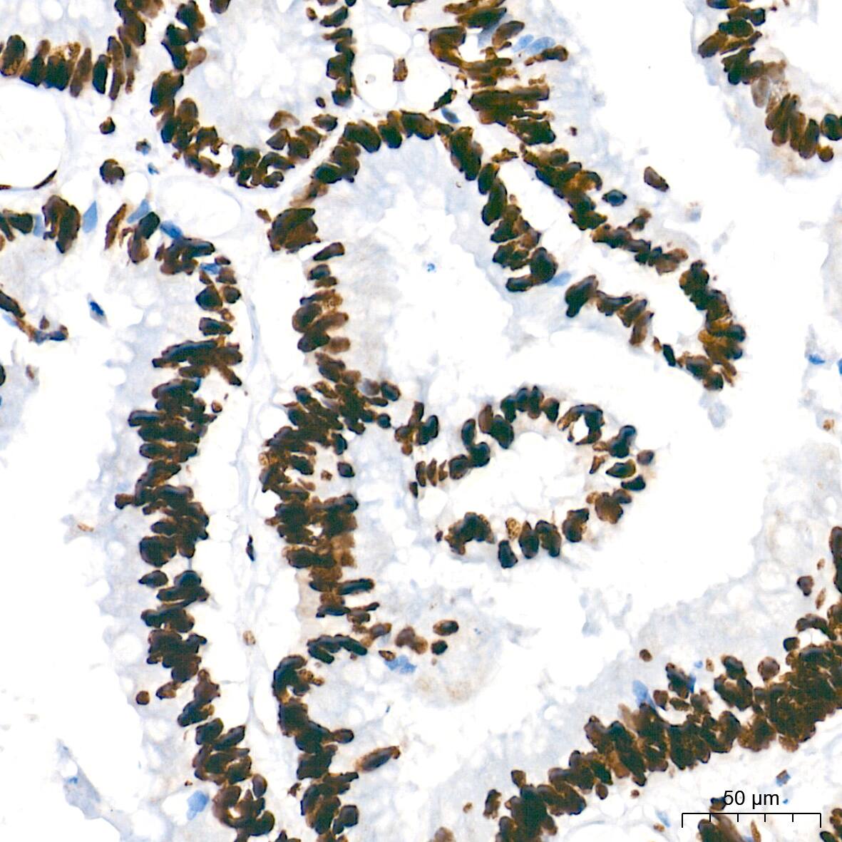 NONO Antibody (0V0N8)
