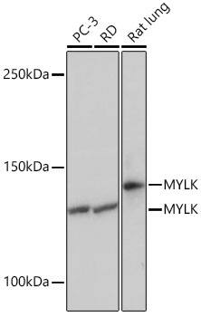 Myosin light chain kinase Antibody (1J2U2)