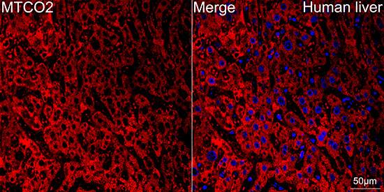 MT-CO2 Antibody (6H0N5)