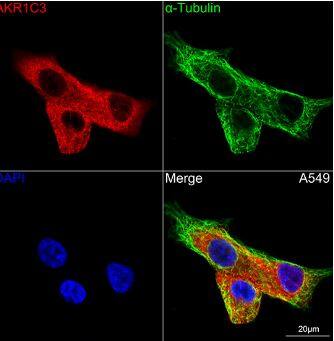 Aldo-keto Reductase 1C3/AKR1C3 Antibody (7T10F5)