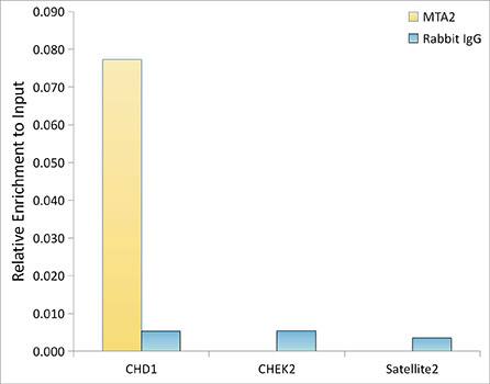 MTA2 Antibody (9A5Y7)