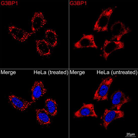 G3BP1 Antibody (5A4T0)
