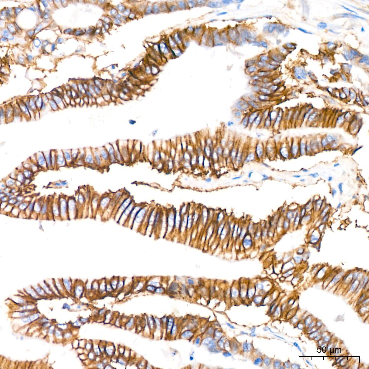 NDRG1 Antibody (2C6K6)