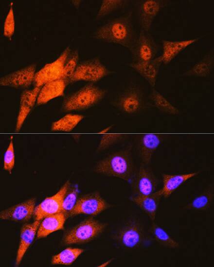 JAB1 Antibody (3X5F0)