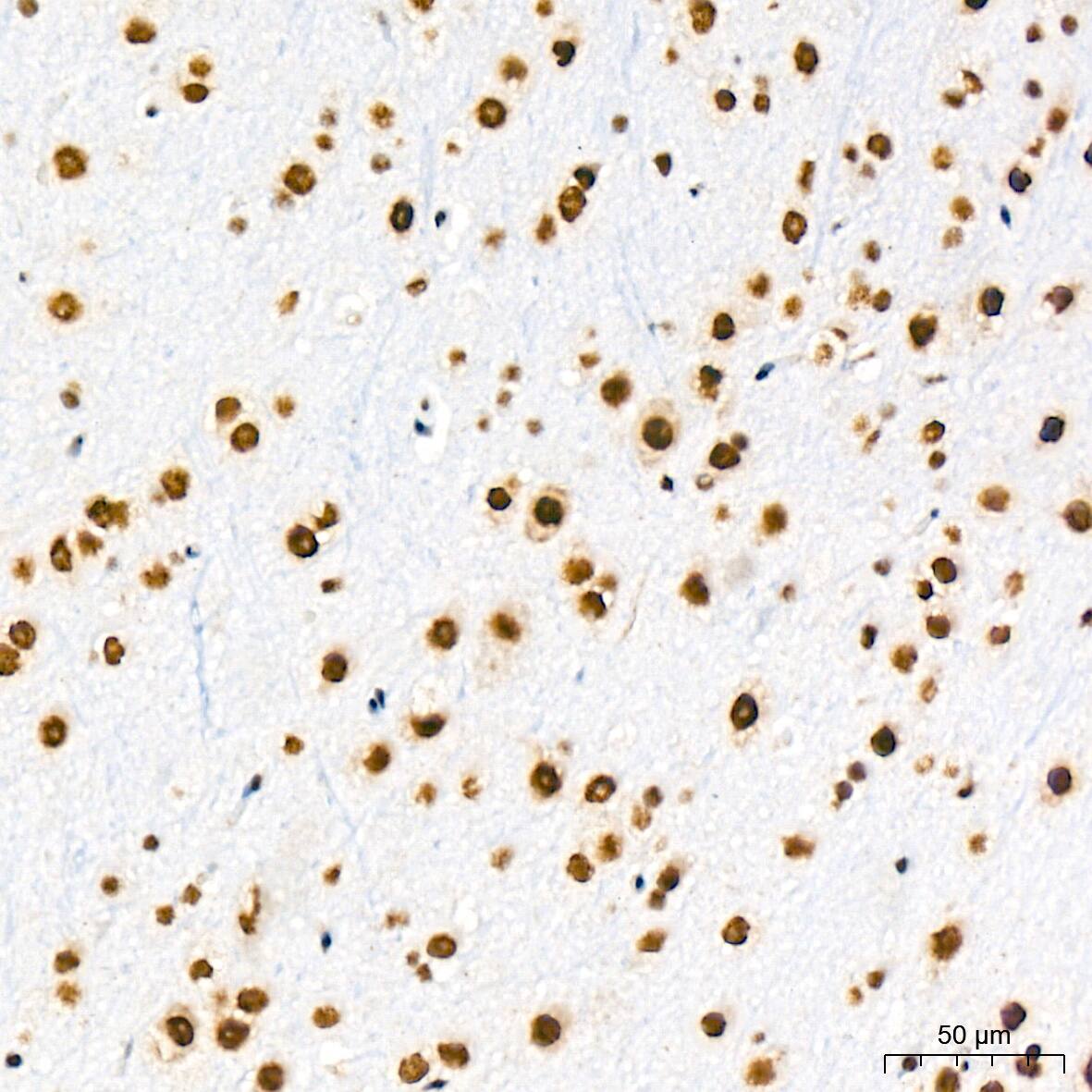 SF2 Antibody (3J5Q9)