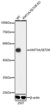 SETD8 Antibody (5M9P5)