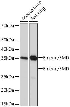 Emerin Antibody (10Y5K9)