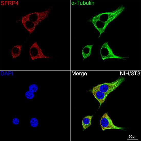 sFRP-4 Antibody (7Z6Q1)