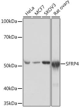sFRP-4 Antibody (7Z6Q1)