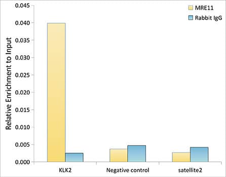 Mre11 Antibody (8Q2B3)