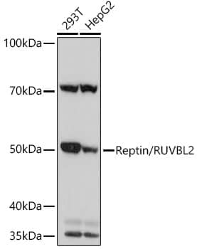 RUVBL2 Antibody (3U4L10)