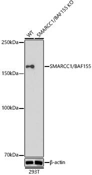 SMARCC1 Antibody (1R7I6)