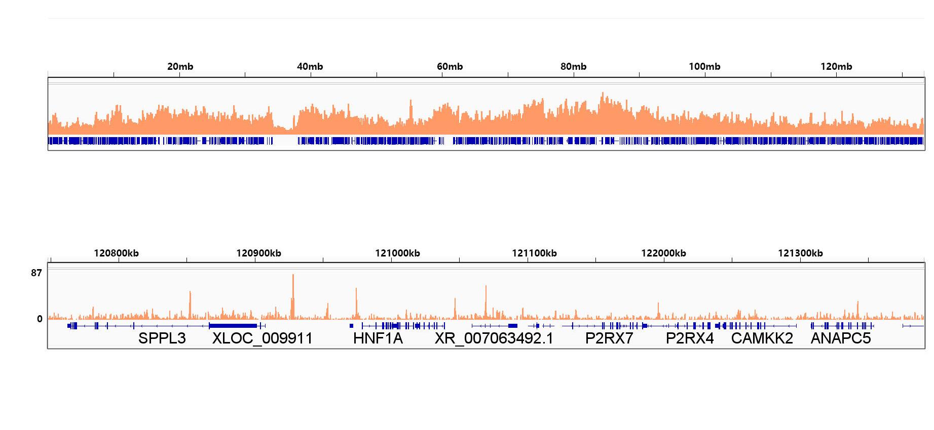 HMGA1 Antibody (5J0E6)