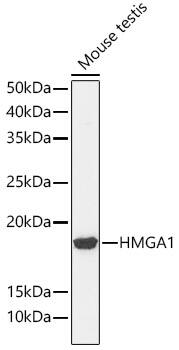 HMGA1 Antibody (5J0E6)