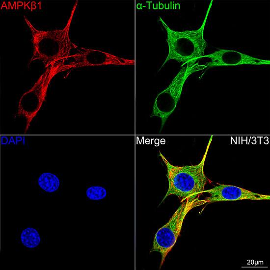 AMPK beta 1 Antibody (7G8U1)