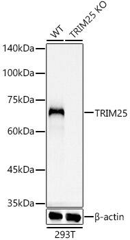 TRIM25 Antibody (4Q0D2)