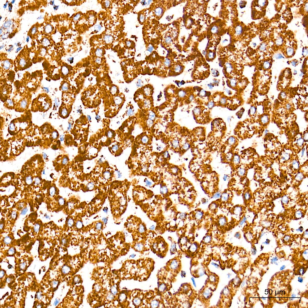 UQCRC2 Antibody (3E3O8)