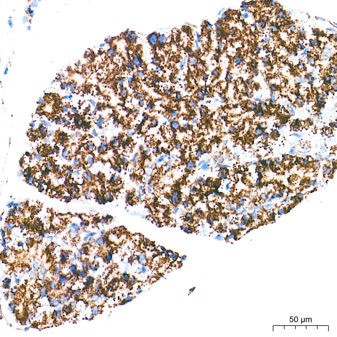 UQCRC2 Antibody (3E3O8)