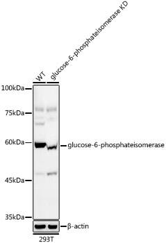 Glucose 6 phosphate isomerase Antibody (2Y8R0)