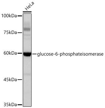 Glucose 6 phosphate isomerase Antibody (2Y8R0)