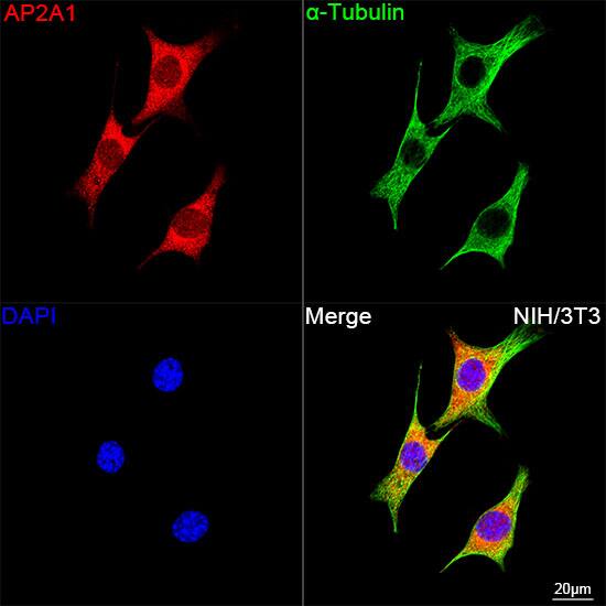 alpha Adaptin Antibody (8R8B6)